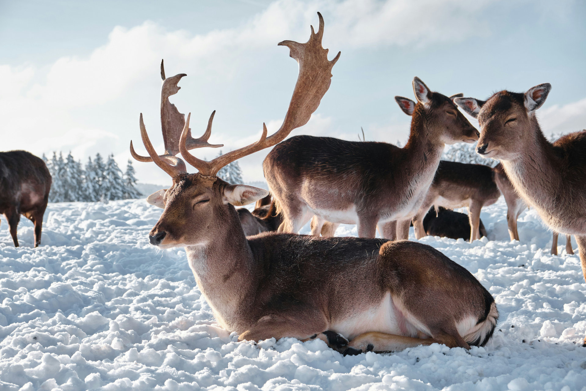 Reindeer at the farm