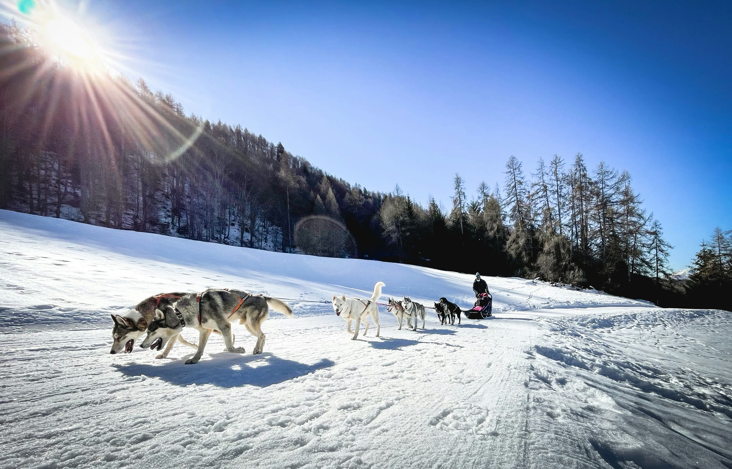 Sled dog team on the trail, Willow