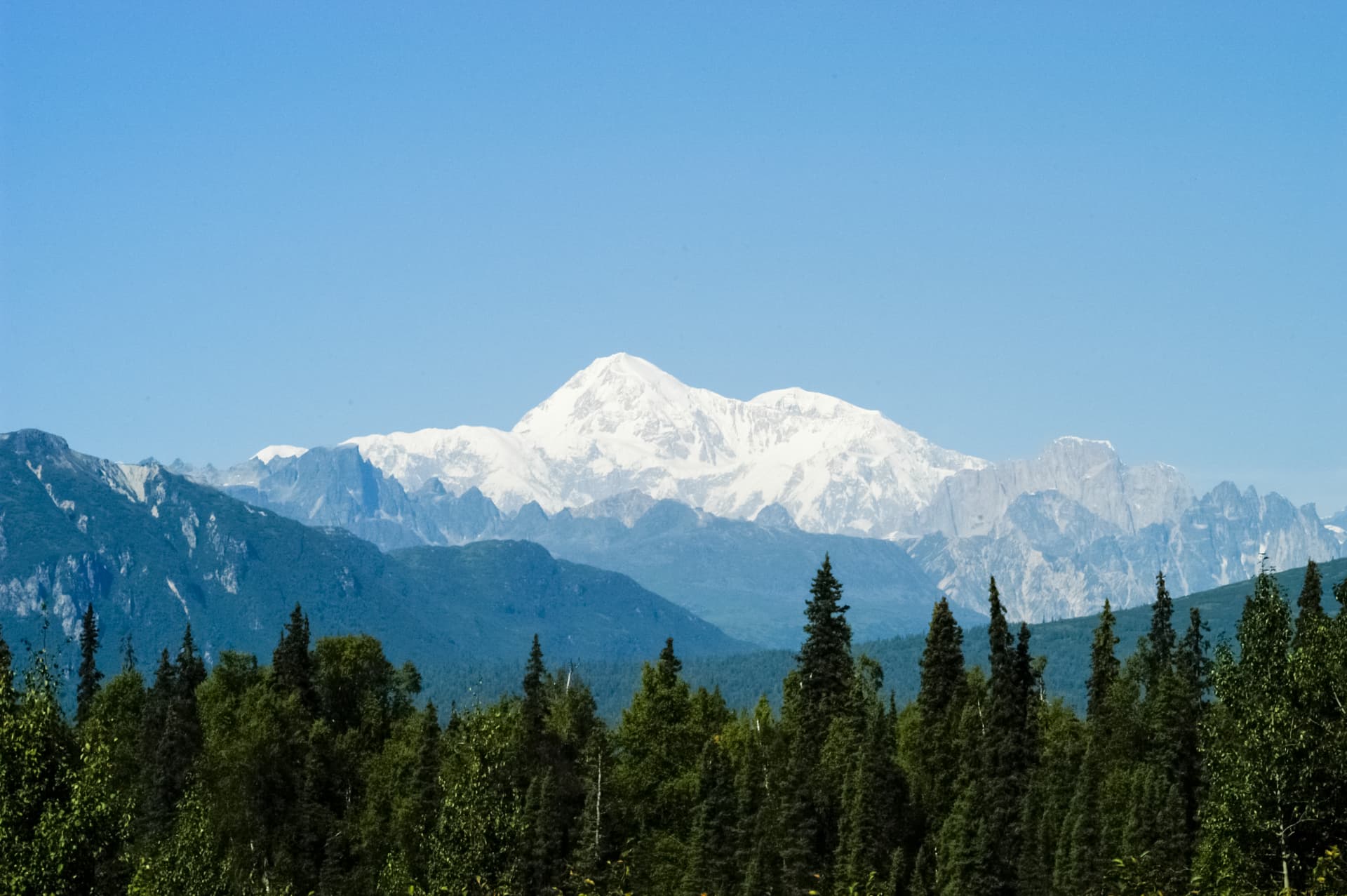 Denali rising above the spruce forest