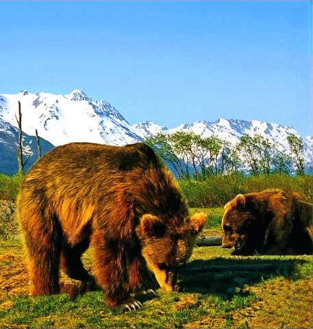 Bears at the Alaska Wildlife Conservation Center