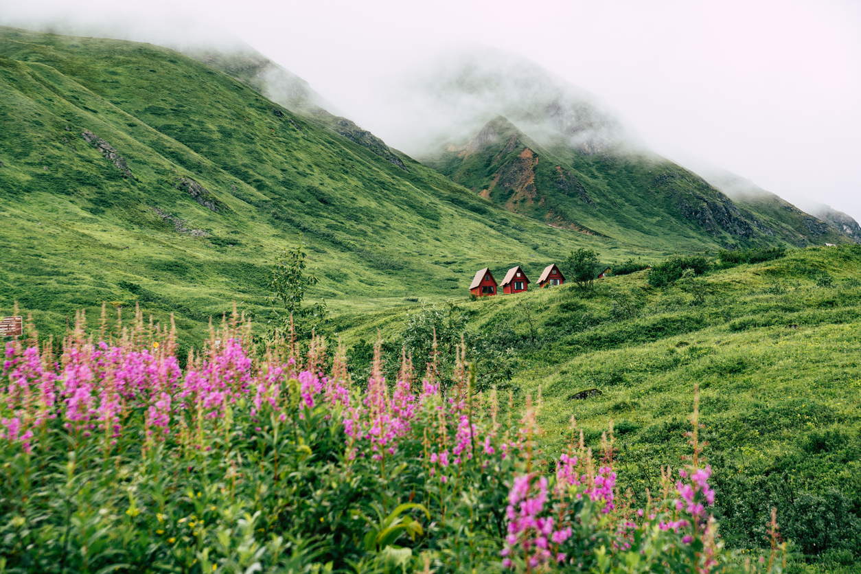 Hatcher Pass cabins and fireweed