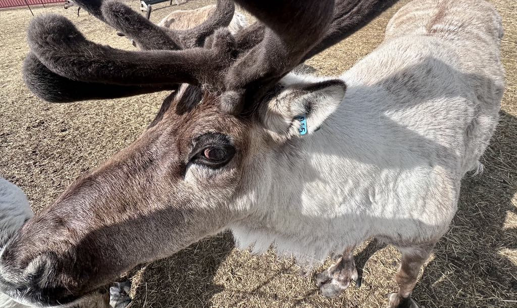 Reindeer encounter near Hatcher Pass