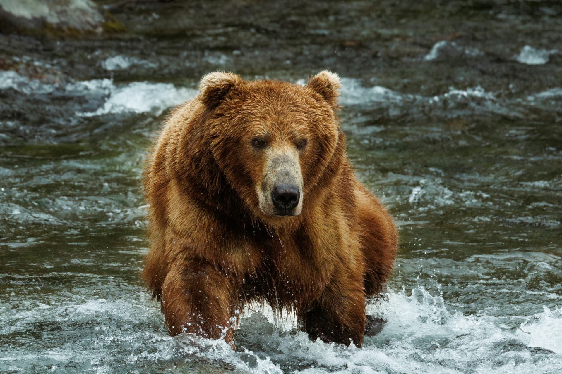 Brown bear wading in a river