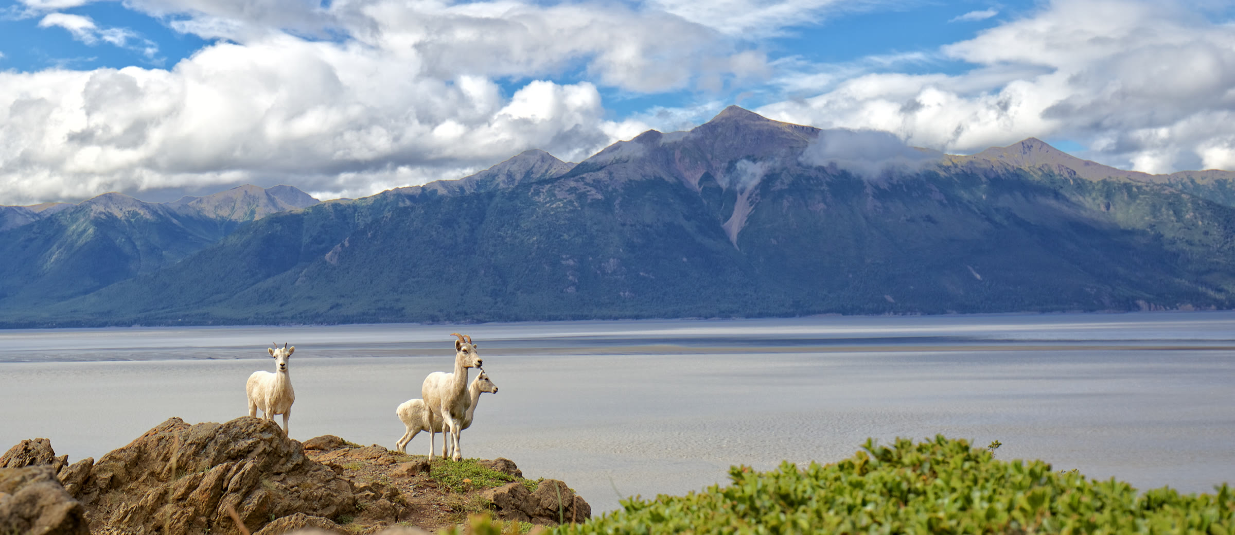 Anchorage to Seward Cruise Transfer & Wildlife Tour