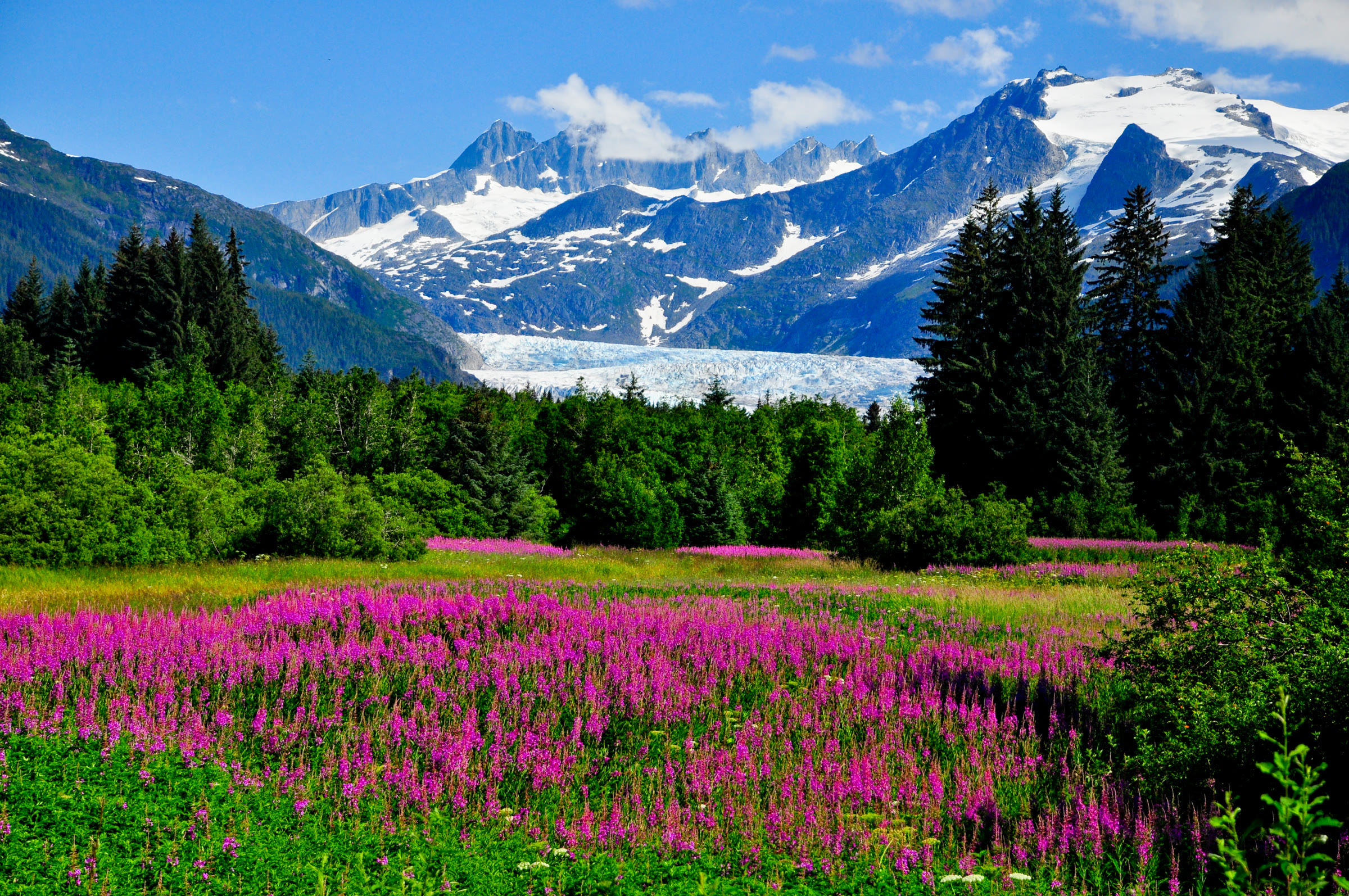 Glacier and spruce forest with fireweed, summer