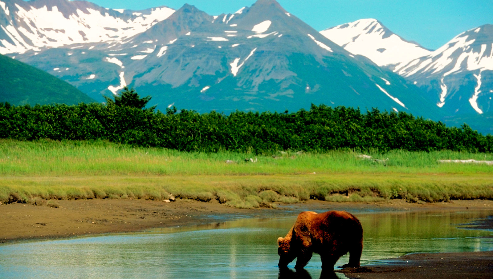 Brown bear at the water's edge below snowy peaks
