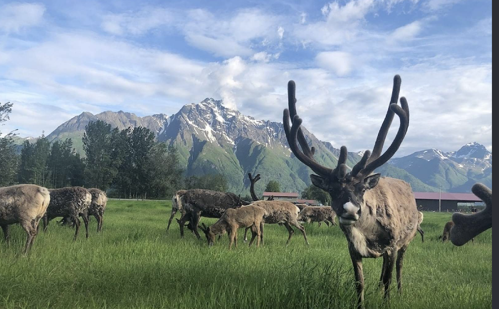 Reindeer at the farm, Palmer