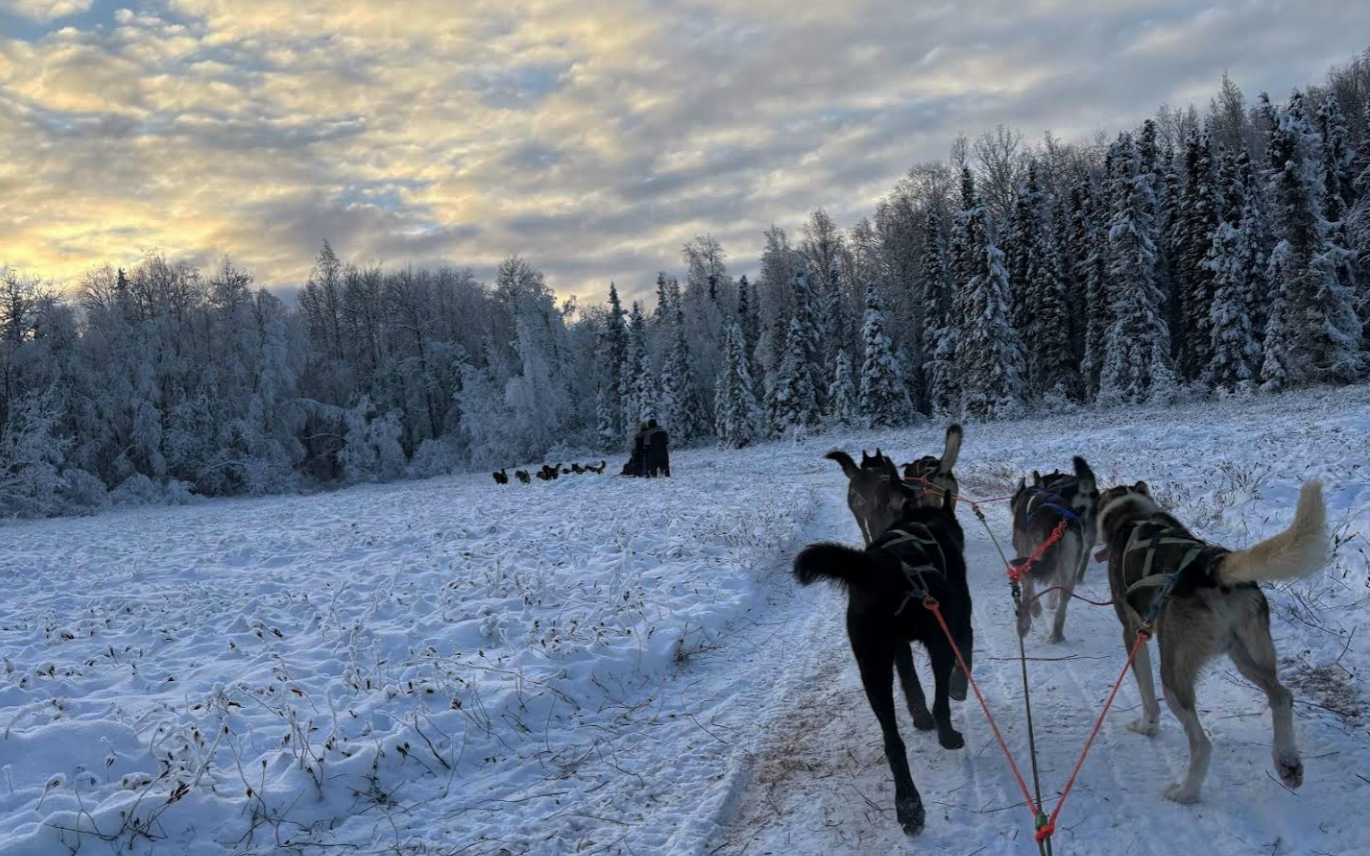 Sled dogs and guests at the dog sled camp