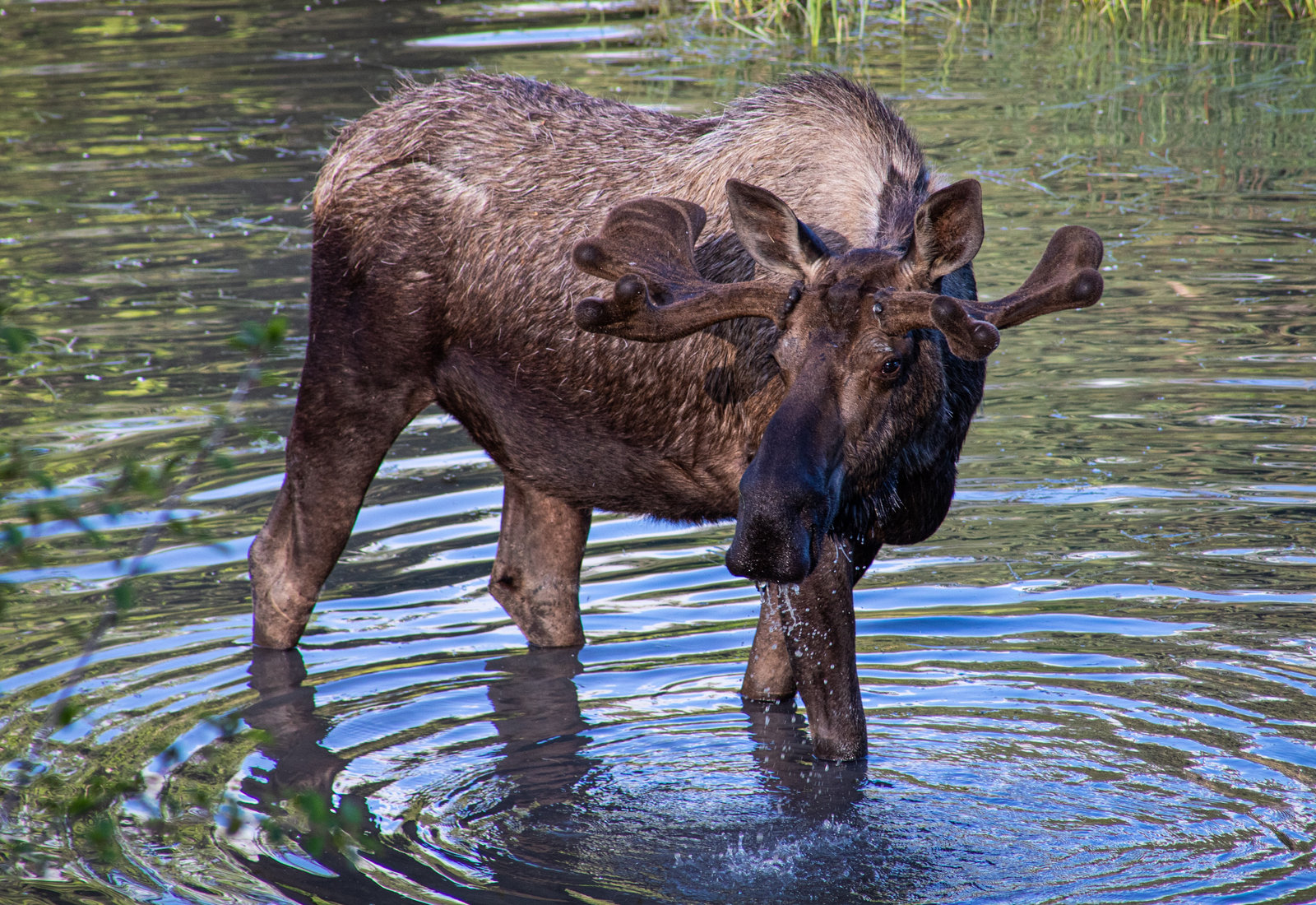 Experiencing Anchorage, Alaska in the Summer with a Private Tour Guide